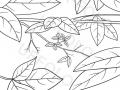 foglie-autunnali