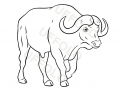 bufalo