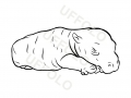 cucciolo-ippopotamo
