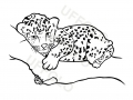 cucciolo-leopardo