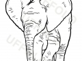 elefantino