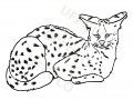 gattopardo