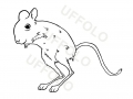 gerboa