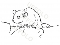 ghiro