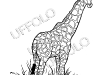 giraffa