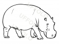 ippopotamo