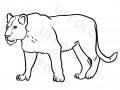 leonessa