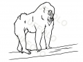 mandrillo