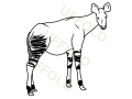 okapi