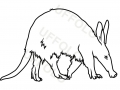 oritteropo