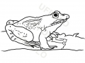 rana