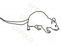 ratto