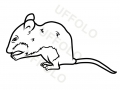 topo-pigmeo