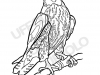 falco-pellegrino