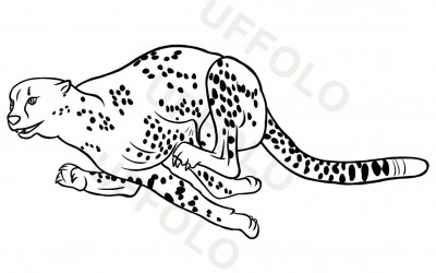 Immagini di animali per scuola e bambini
