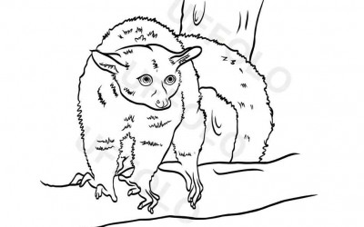 Utilizzare i disegni degli animali per bambini